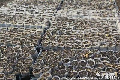 讓雜交構(gòu)樹推動家鄉(xiāng)精準扶貧——訪南陽卉農(nóng)植物組培生物科技總經(jīng)理周云